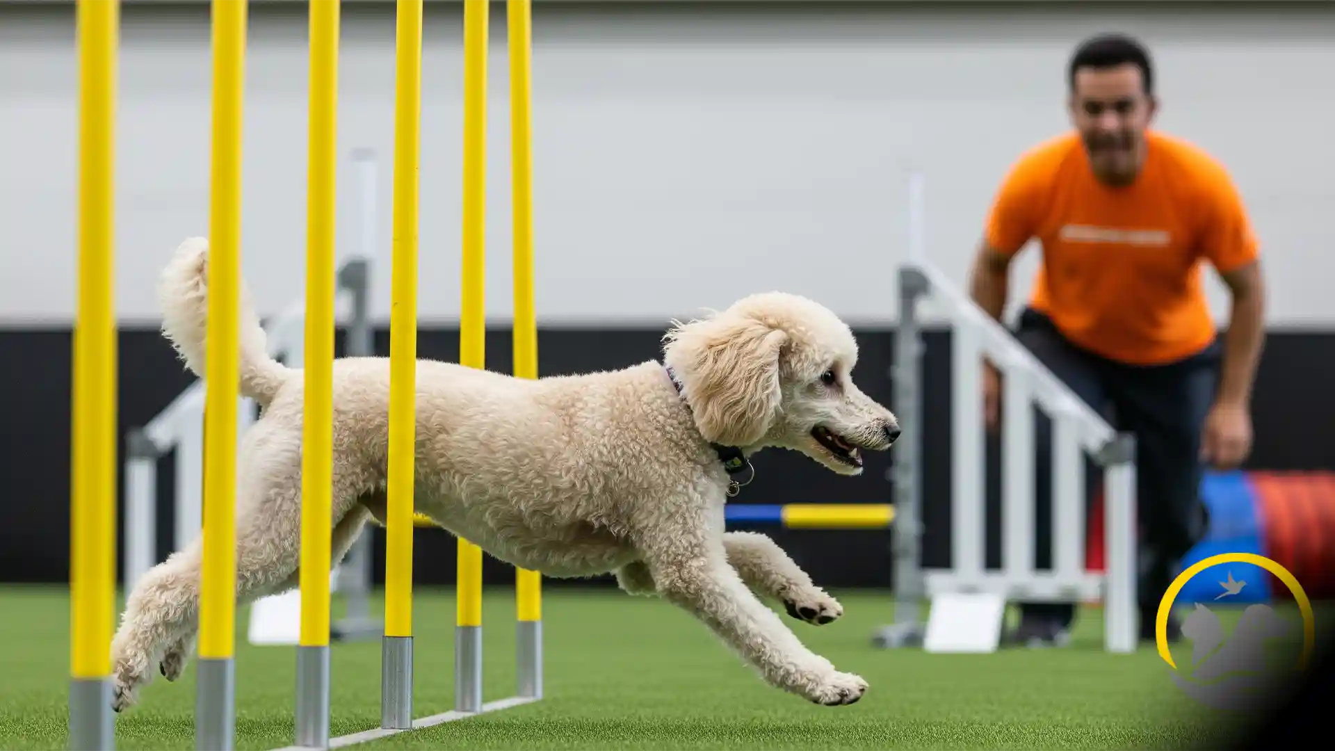 آموزش پذیری بالای سگ پودل، یک پودل مینیاتوری در حال انجام مسابقه چابکی (agility).