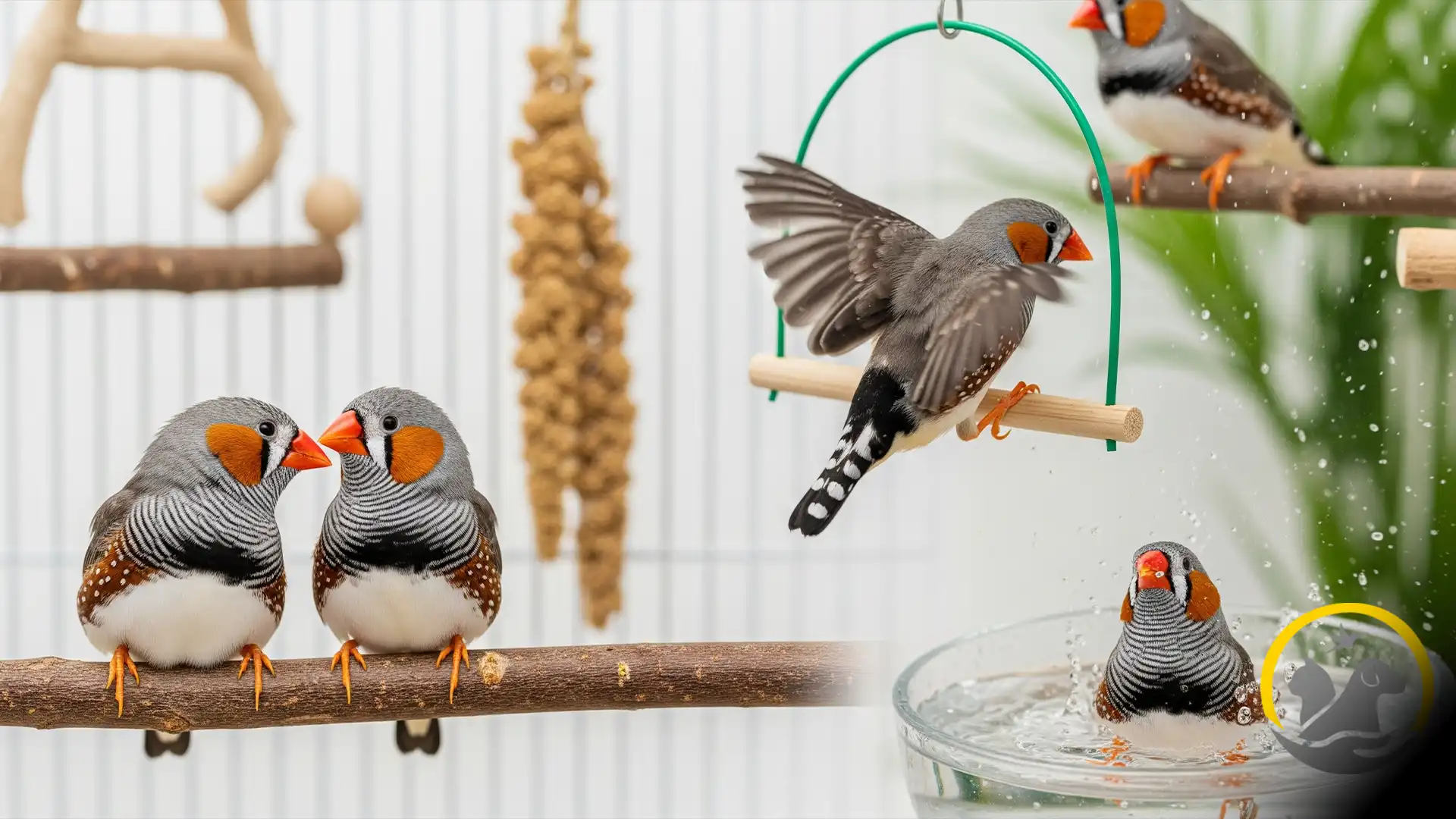 رفتار اجتماعی و فعالیت بالای گروهی از فنچ های زبرا
