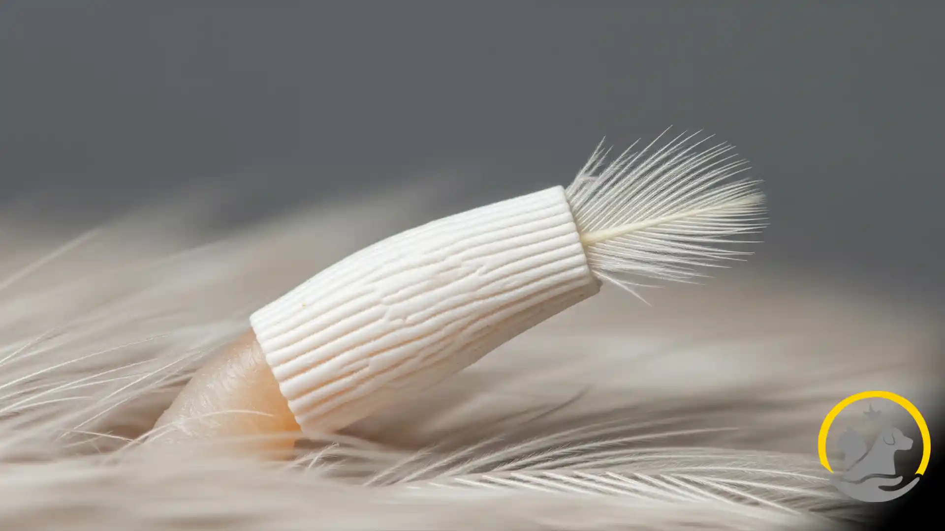 نمای نزدیک از پر سوزنی (Pin Feather) در دوران تولک پرنده