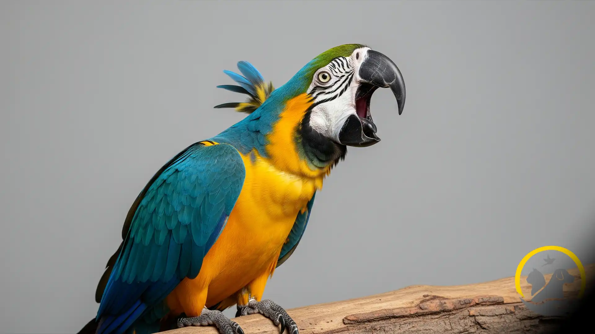 صدای بسیار بلند و جیغ قدرتمند طوطی ماکائو