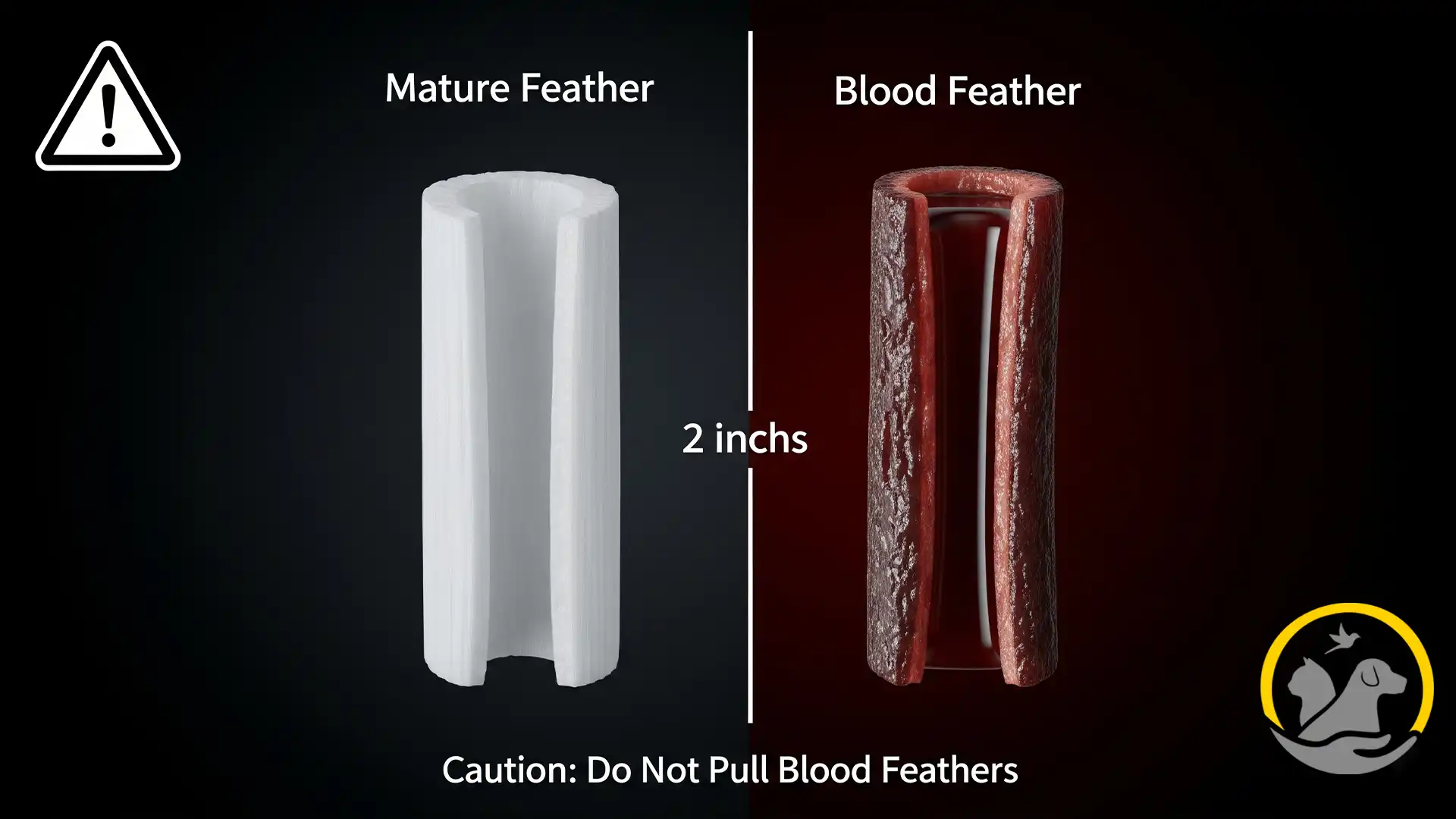 تفاوت پر معمولی با پر خونی یا Blood Feather در حال رشد 