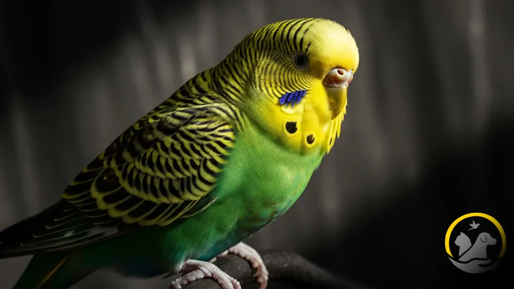 راهنمای کامل نگهداری از مرغ عشق (باجریگار)
